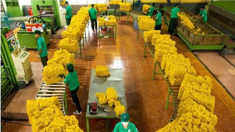 Đồng Nai vào cuộc sớm thích ứng Quy định EUDR của Liên minh châu Âu