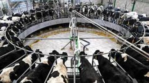 Gia Lai – Idaho (Mỹ) hợp tác phát triển bò thịt công nghệ cao