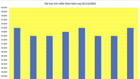 Giá heo hơi hôm nay 01/12/2025: Tiếp đà tăng, đạt mốc mới