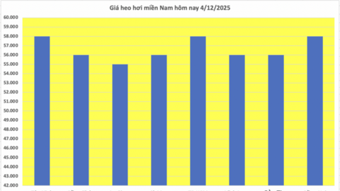 Giá heo hơi hôm nay 4/12/2025: Miền Bắc chạm mốc 60.000 đồng/kg