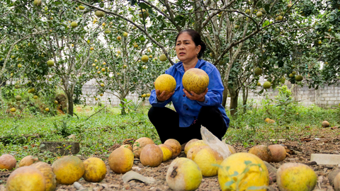 Hàng chục hecta bưởi Diễn rụng quả, nông dân Hà Tĩnh lo mất Tết