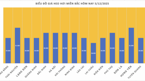 Giá heo hơi hôm nay 5/12/2025: Tiếp tục lập đỉnh mới