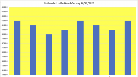 Giá heo hơi hôm nay 16/12/2025: Miền Trung tăng đến 4.000 đồng/kg