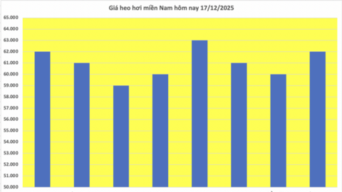 Giá heo hơi hôm nay 17/12/2025: Tiếp tục lập đỉnh mới 66.000 đồng/kg