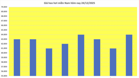 Giá heo hơi hôm nay 24/12/2025: Tăng đồng loạt, lập đỉnh mới
