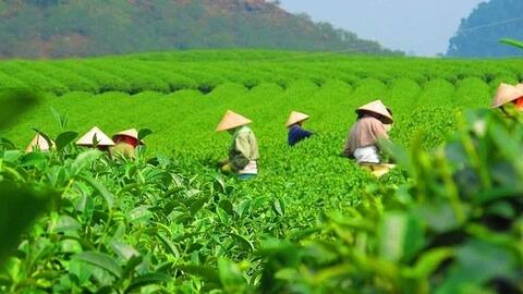 Bộ Công Thương khẩn trương tháo gỡ 500 container chè ách tắc tại Pakistan