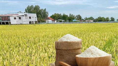 Giá lúa gạo hôm nay ngày 26/12: Gạo xuất khẩu tăng, lúa tươi giữ giá