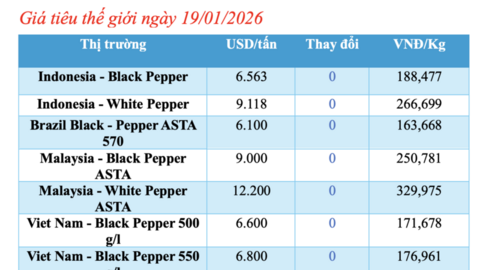 Giá tiêu hôm nay 19/1/2026: Tiếp tục đi ngang