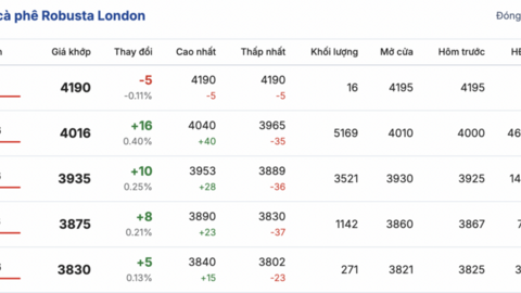 Giá cà phê hôm nay 20/1/2026: Cao nhất 99.000 đồng/kg