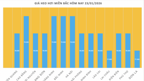 Giá heo hơi hôm nay 23/1/2026: Lên mốc 79.000 đồng/kg