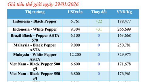 Giá tiêu hôm nay 29/1/2026: Tiếp tục neo cao