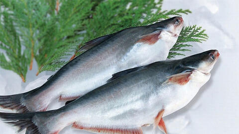 Giá cá tra lập ‘đỉnh’, dự báo xuất khẩu khởi sắc năm 2026