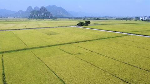 Xuất khẩu gạo đầu năm 2026: Tăng trưởng giữa vòng xoáy cạnh tranh