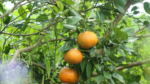 Nhộn nhịp 'thủ phủ' cam bù Hà Tĩnh những ngày giáp Tết