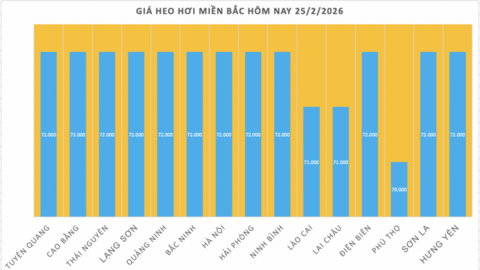 Giá heo hơi hôm nay 25/2/2026: Tiếp đà đi xuống