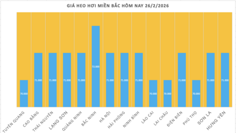 Giá heo hơi hôm nay 26/2/2026: Giảm đồng loạt tại miền Bắc, miền Trung