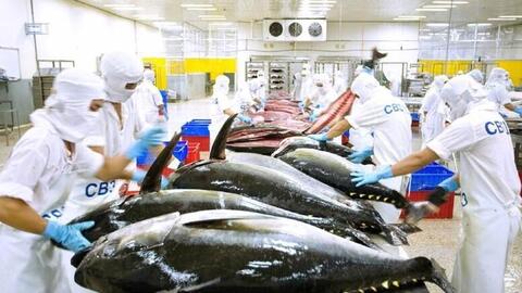 Xuất khẩu cá tra, cá ngừ tăng tốc đầu năm 2026