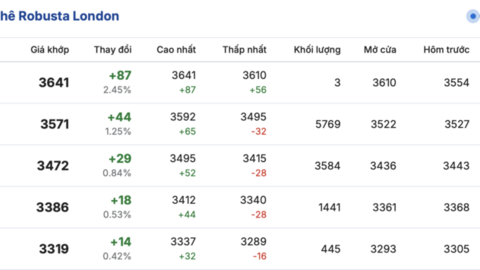 Giá cà phê hôm nay 19/3/2026: Tăng mạnh 1.300 - 1.500 đồng/kg