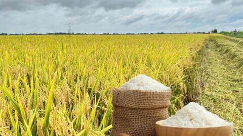 Giá lúa gạo hôm nay ngày 23/3: Gạo xuất khẩu OM 5451 đảo chiều tăng