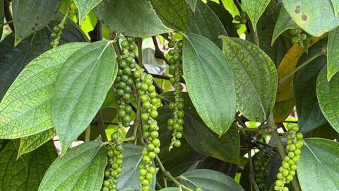 Giá tiêu hôm nay 26/3/2026: Giữ đà neo cao