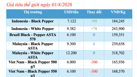 Giá tiêu hôm nay 01/4/2026: Sụt giảm mạnh 2.000 đồng/kg