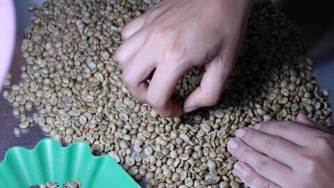 Giá cà phê hôm nay 2/4/2026: Trên đà hồi phục, tăng 1.700 đồng/kg