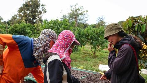 Giá cà phê hôm nay 3/4/2026: Tăng 800 - 1.000 đồng/kg