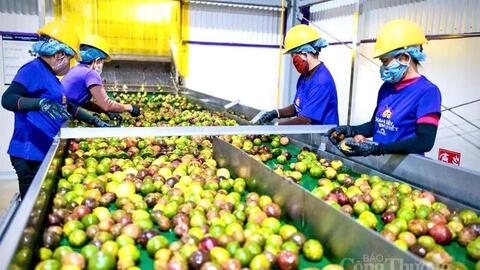 Chanh dây Gia Lai định hình chuỗi liên kết, mở rộng xuất khẩu