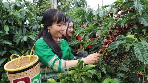 Xuất khẩu cà phê kỳ vọng vượt 8 tỷ USD