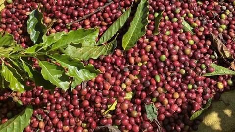 Giá cà phê thế giới giảm mạnh liên tiếp