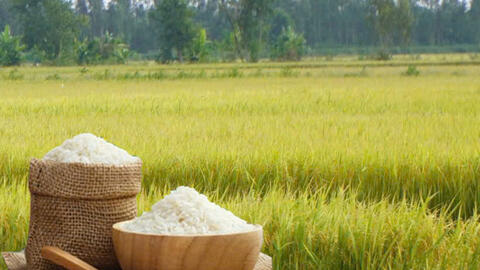Giá lúa gạo hôm nay ngày 10/4: Gạo xuất khẩu tăng mạnh