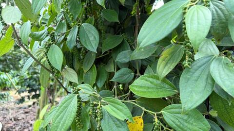 Giá tiêu hôm nay 10/4/2026: Cao nhất 139.000 đồng/kg