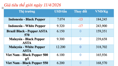 Giá tiêu hôm nay 11/4/2026: Trong nước đồng loạt tăng 500 đồng/kg