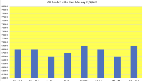 Giá heo hơi hôm nay 12/4/2026: Cao nhất 69.000 đồng/kg