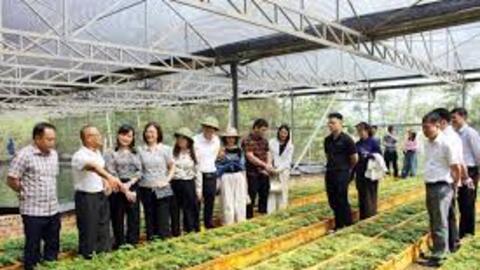 Sâm Ngọc Linh Sơn La: Từ ‘quốc bảo’ đến sinh kế bền vững