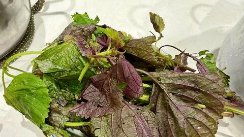 Đào thải axit uric cực hiệu quả bằng loại lá cây vườn nhà nào cũng có