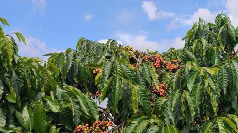 Giá cà phê hôm nay 28/4/2026: Đi ngang sau kỳ nghỉ lễ