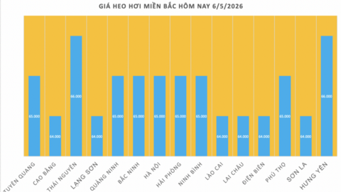 Giá heo hơi hôm nay 6/5/2026: Đi ngang trên cả 3 miền