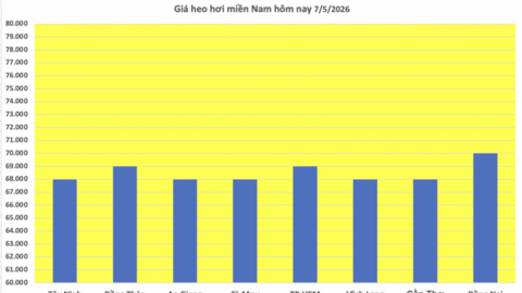 Giá heo hơi hôm nay 7/5/2026: Tăng nhẹ tại miền Bắc