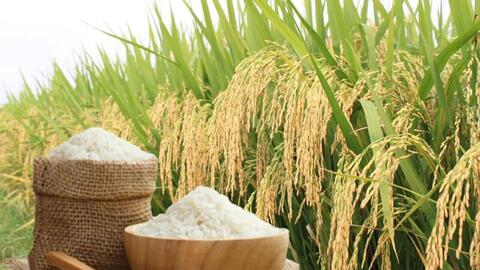 Giá lúa gạo hôm nay ngày 11/5: Gạo xuất khẩu nguyên liệu đảo chiều giảm