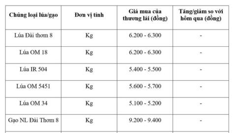 Giá lúa gạo hôm nay ngày 12/5: Gạo thơm xuất khẩu neo cao