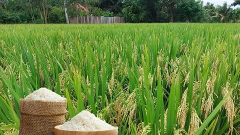 Giá lúa gạo hôm nay ngày 13/5/2026: Lúa tươi tăng nhẹ