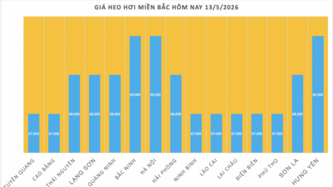 Giá heo hơi hôm nay 13/5/2026: Tăng vài nơi tại miền Bắc, miền Trung