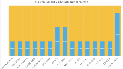 Giá heo hơi hôm nay 22/5/2026: Tăng duy nhất tại 1 địa phương