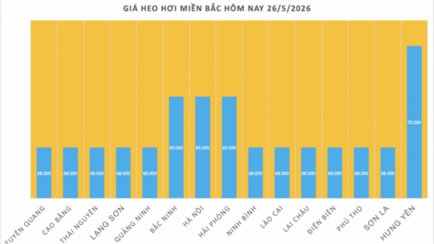 Giá heo hơi hôm nay 26/5/2026: Tăng vài nơi