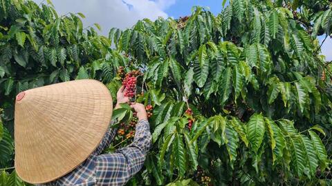 Giá cà phê hôm nay 26/5/2026: Dao động dưới mốc 88.000 đồng/kg