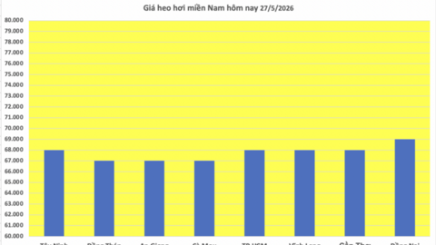 Giá heo hơi hôm nay 27/5/2026: Giảm đồng loạt tại miền Trung, miền Nam