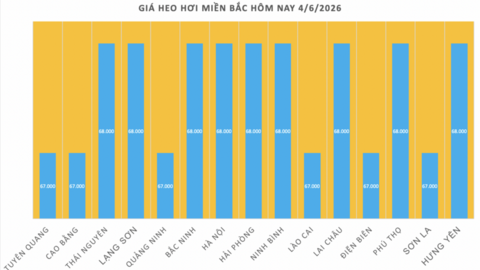 Giá heo hơi hôm nay 4/6/2026: Tiếp tục đi ngang, cao nhất 68.000 đồng
