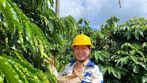 Giá cà phê hôm nay 4/6/2026: Dao động quanh mốc 87.000 đồng