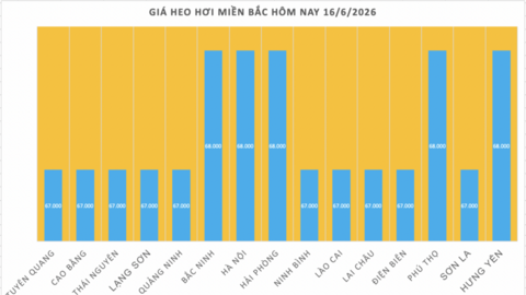 Giá heo hơi hôm nay 16/6/2026: Giảm rải rác tại miền Trung, miền Nam